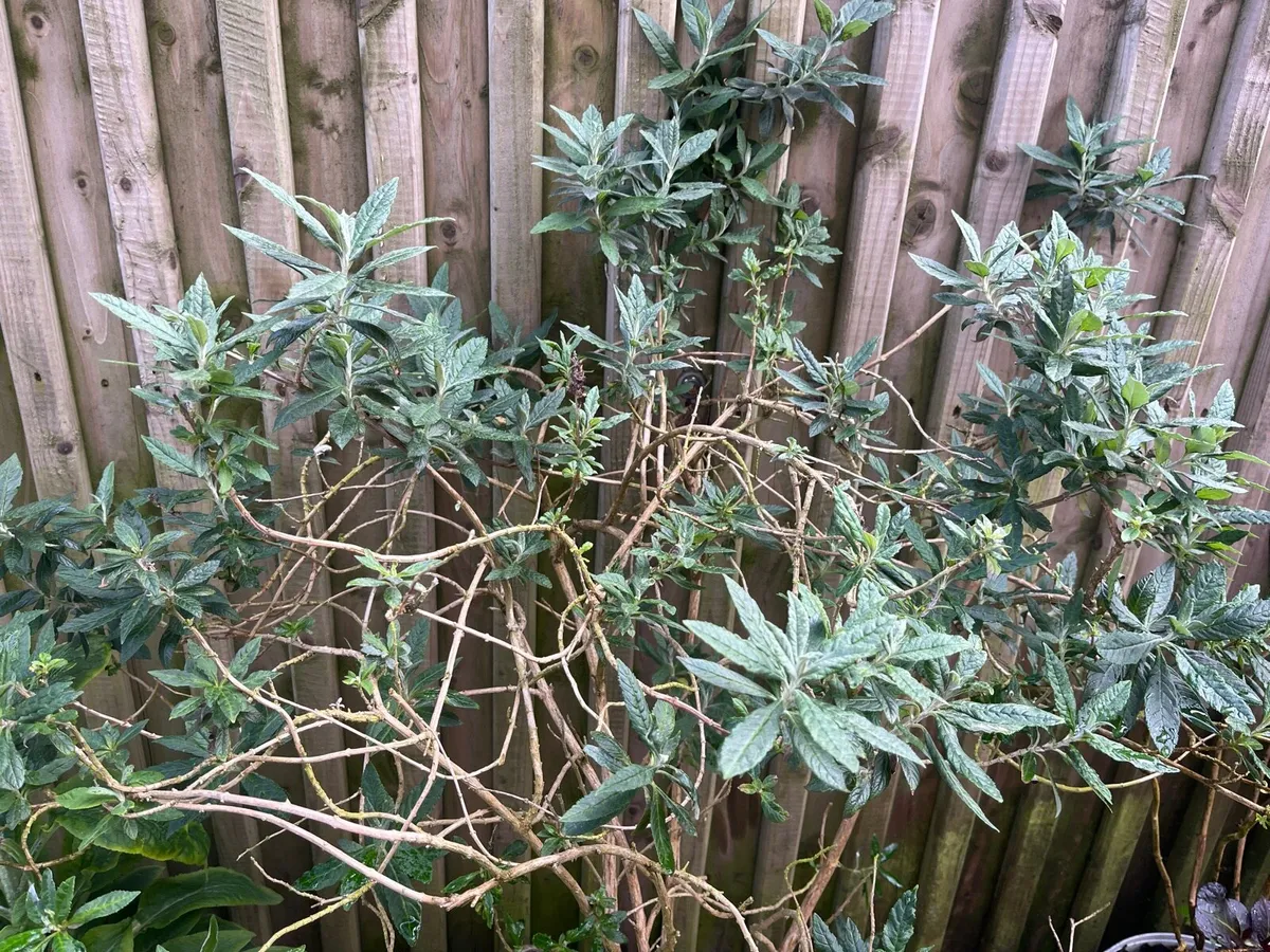Buddleja davidii (Butterfly Bush) - Image 3