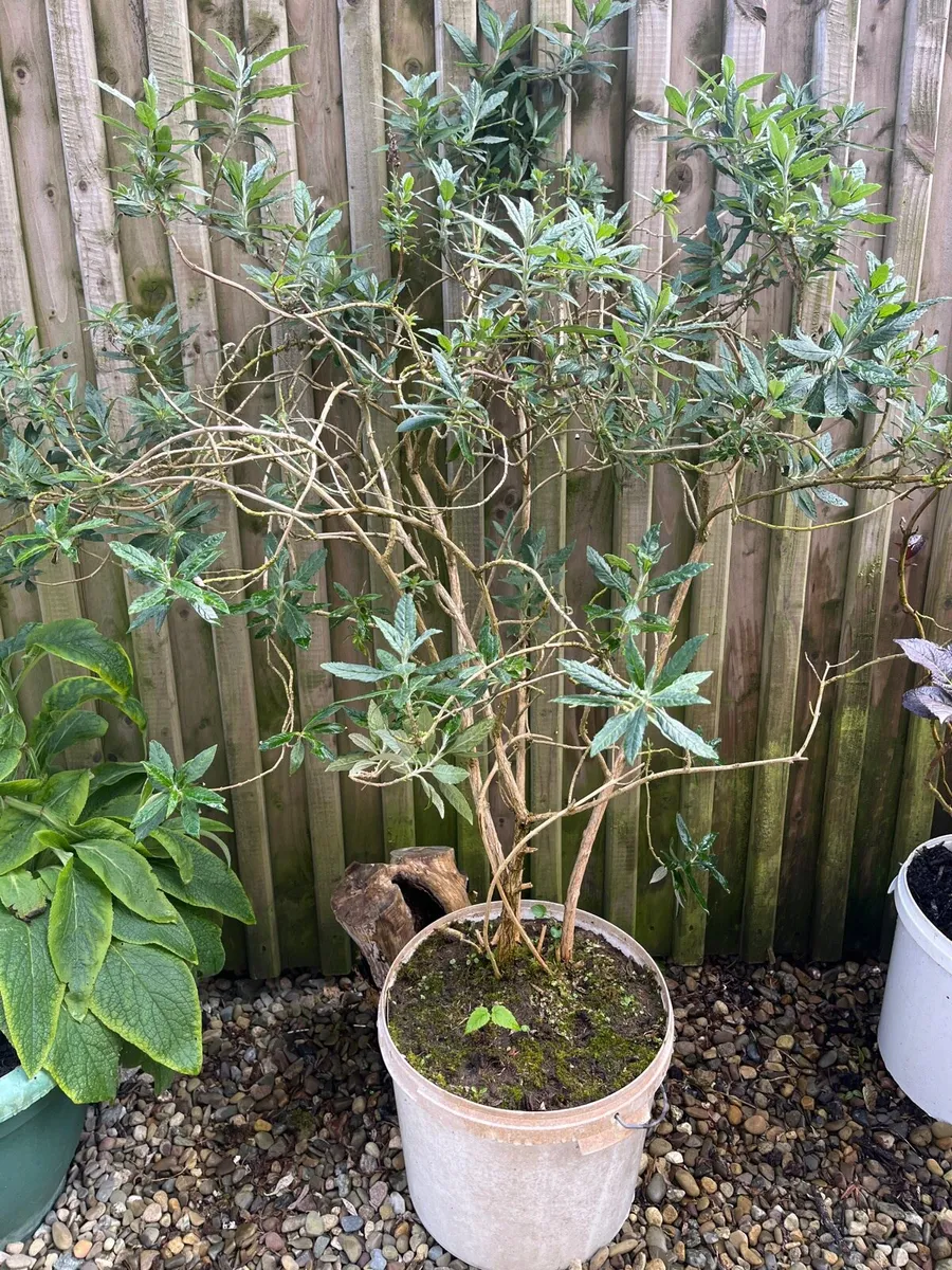 Buddleja davidii (Butterfly Bush) - Image 4