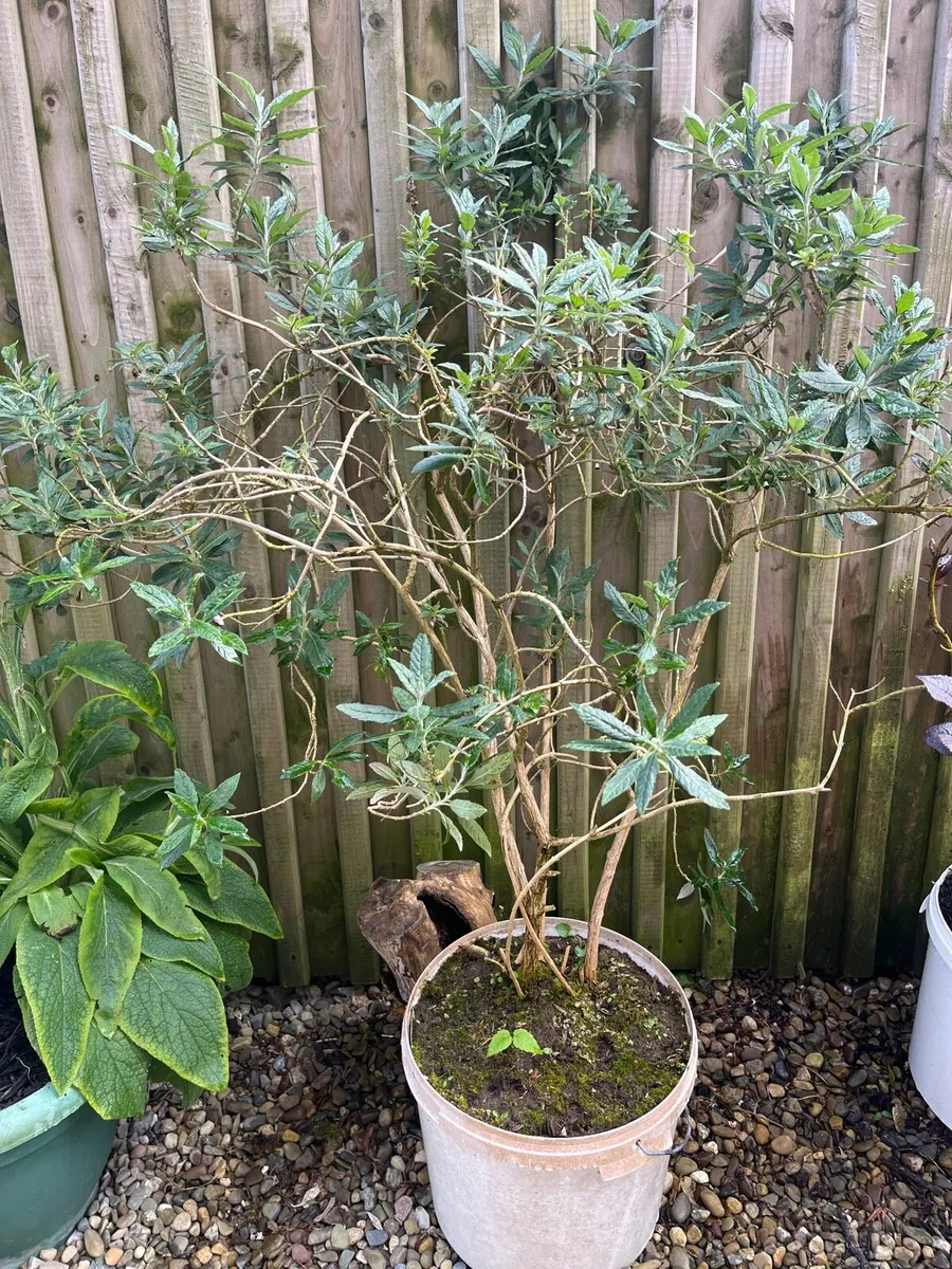 Buddleja davidii (Butterfly Bush) - Image 2