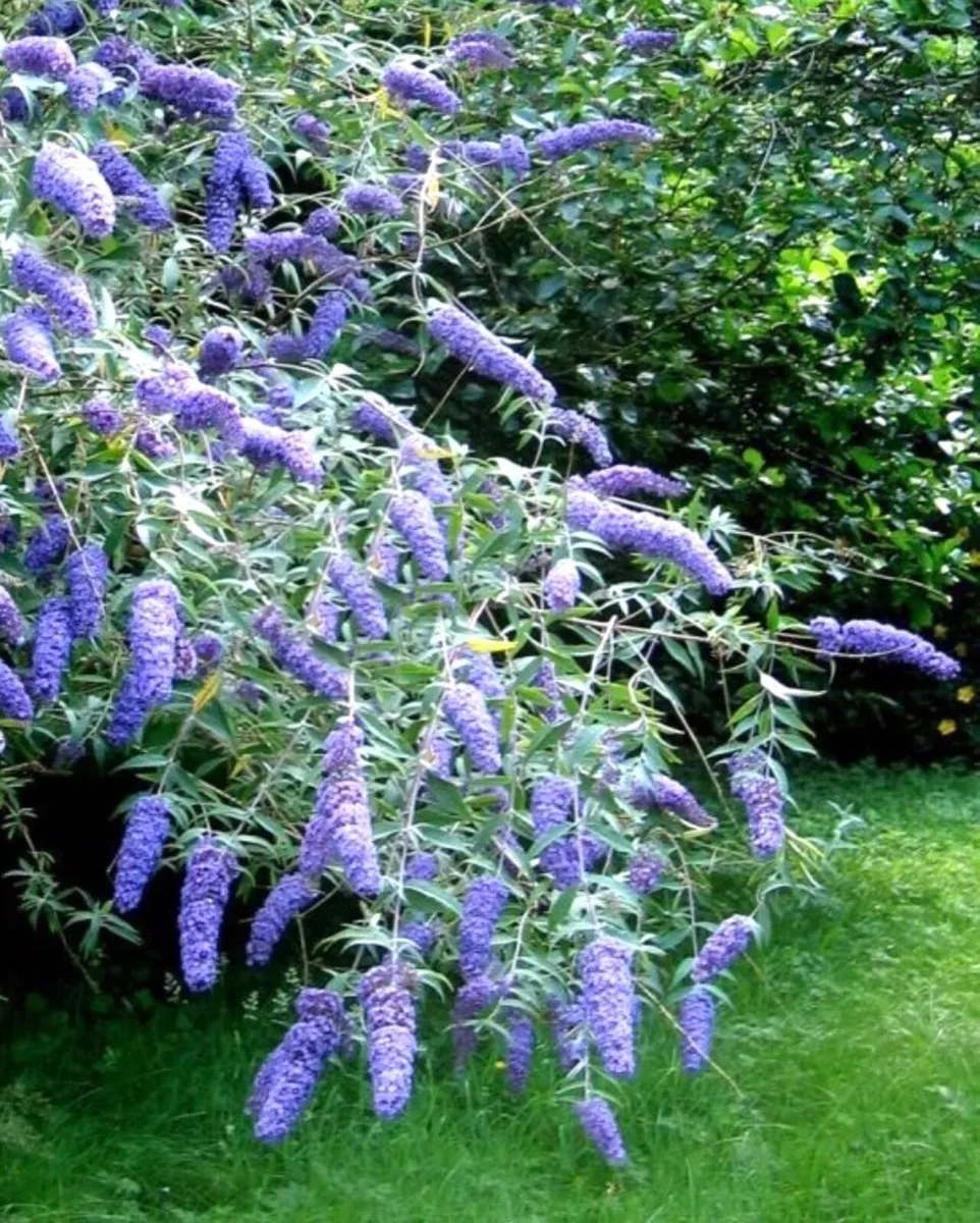 Buddleja davidii (Butterfly Bush) - Image 1