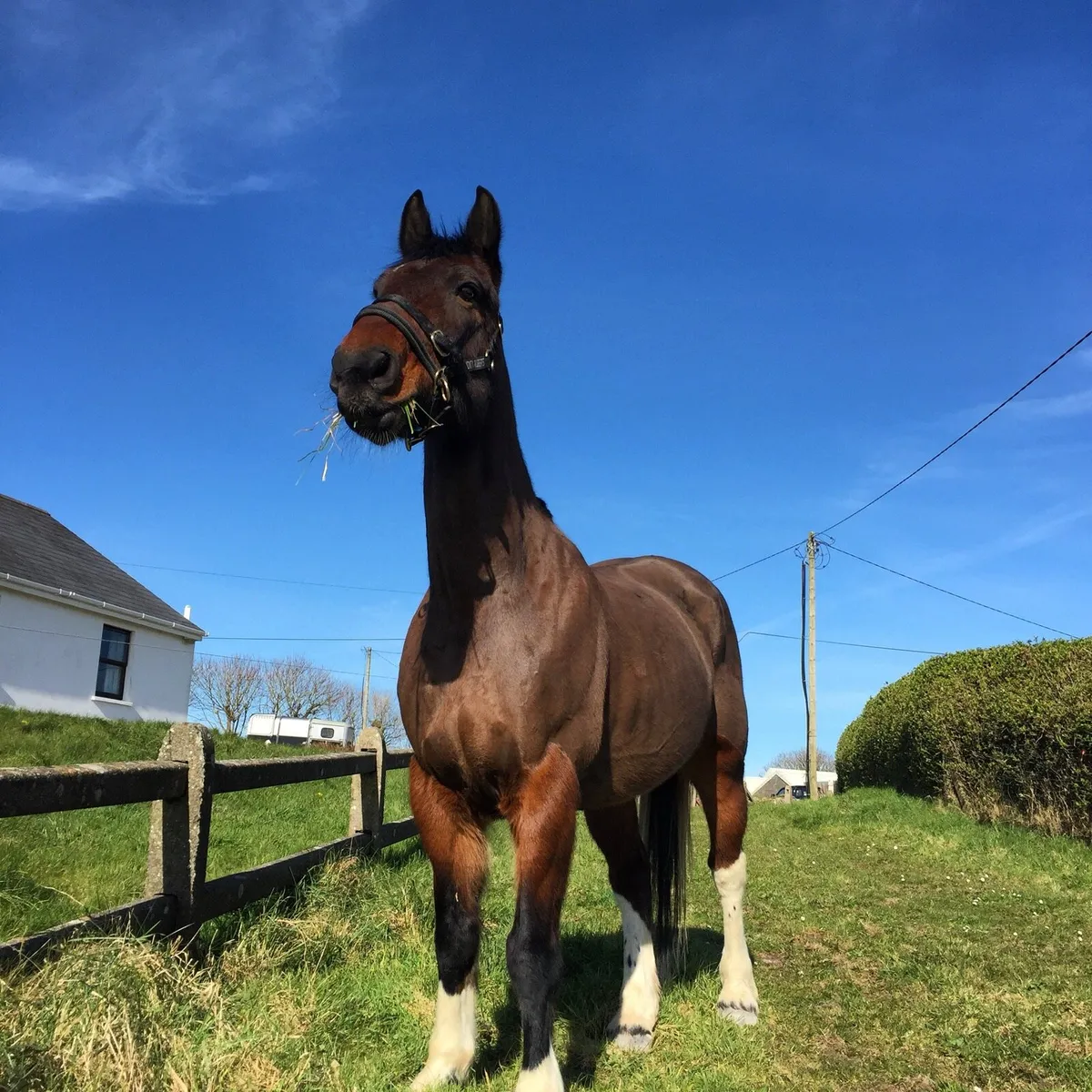 Irish Draught - Image 1