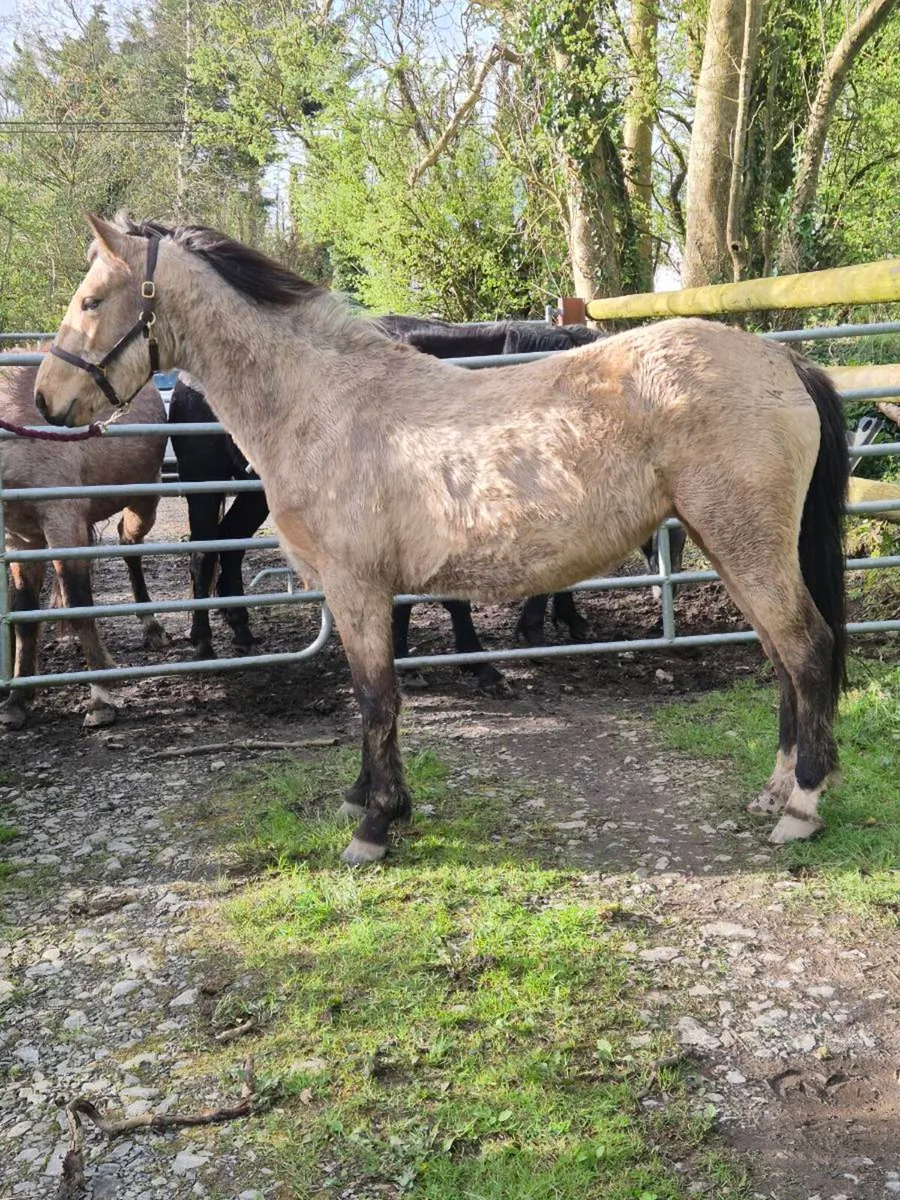 Connemara Dun Filly - Image 1