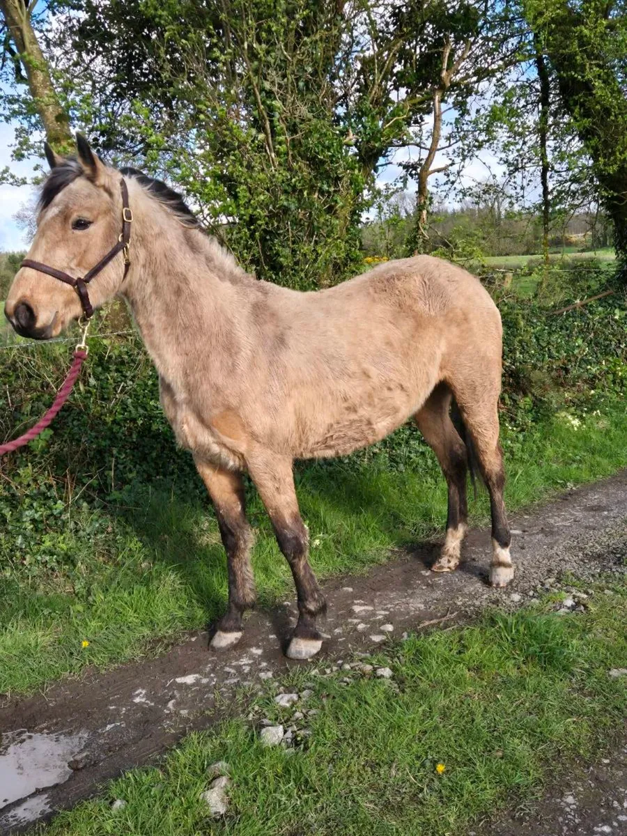 Connemara Dun Filly - Image 2