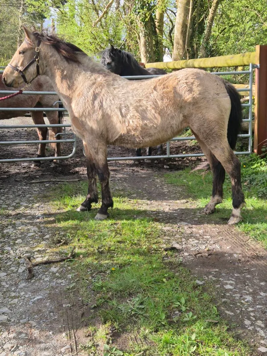 Connemara Dun Filly - Image 3