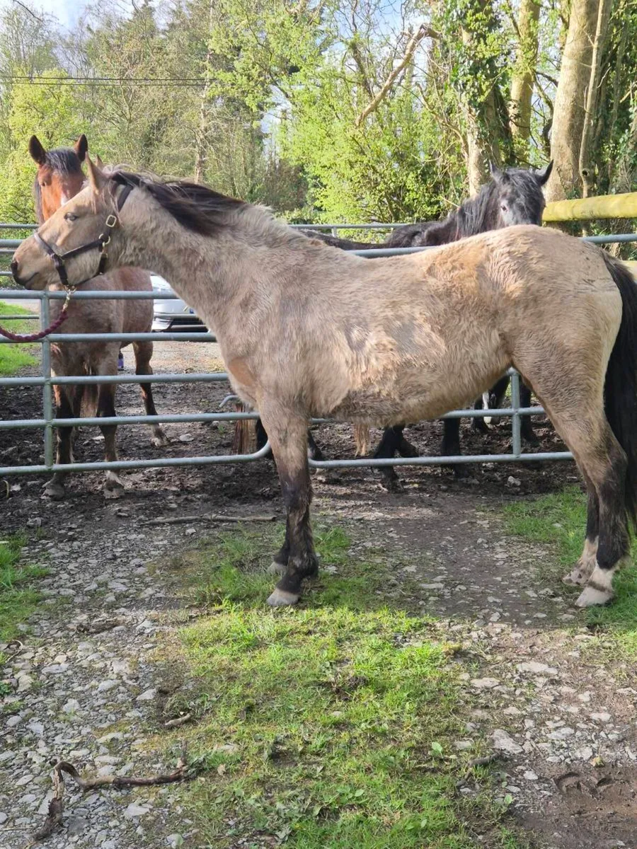 Connemara Dun Filly - Image 4