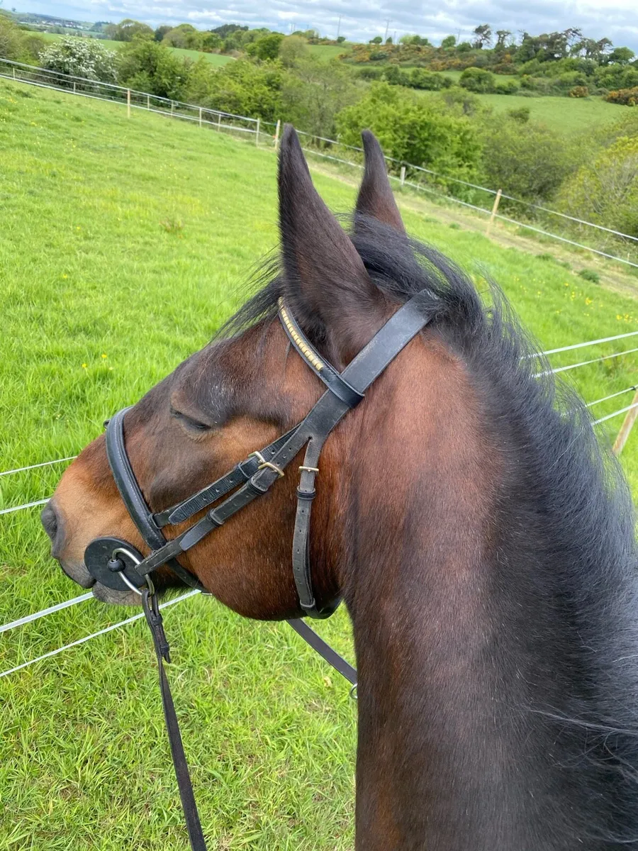 Irish Draught - Image 2