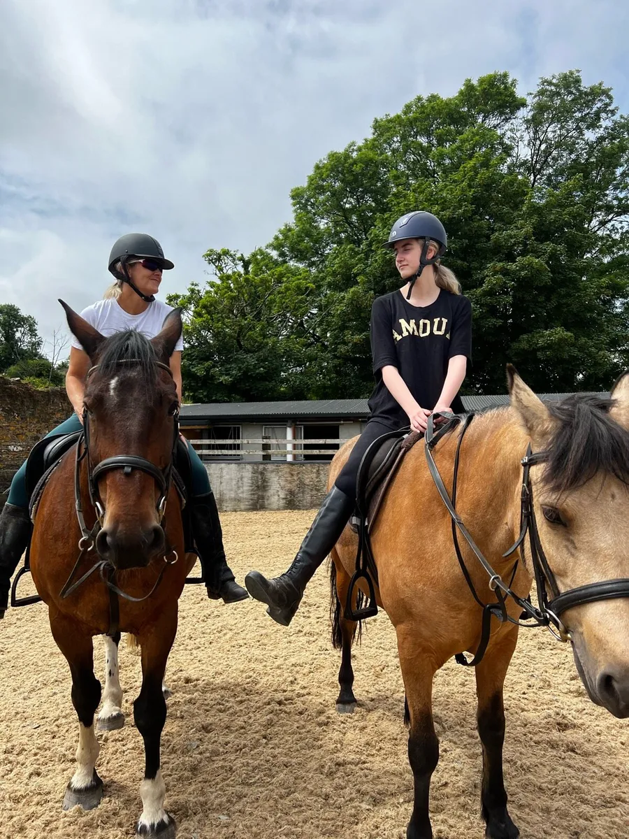 Irish Draught - Image 4