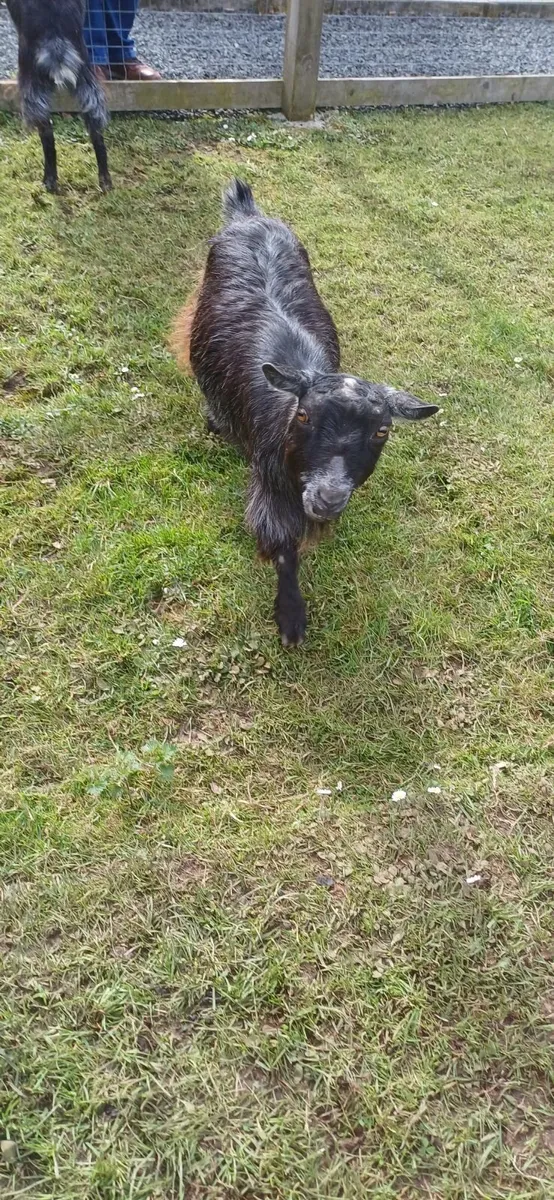 3No Pygmy Goat, £100 each - Image 1
