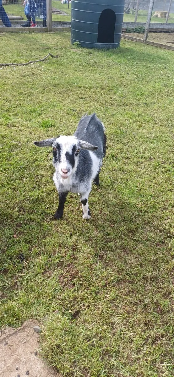 3No Pygmy Goat, £100 each - Image 3