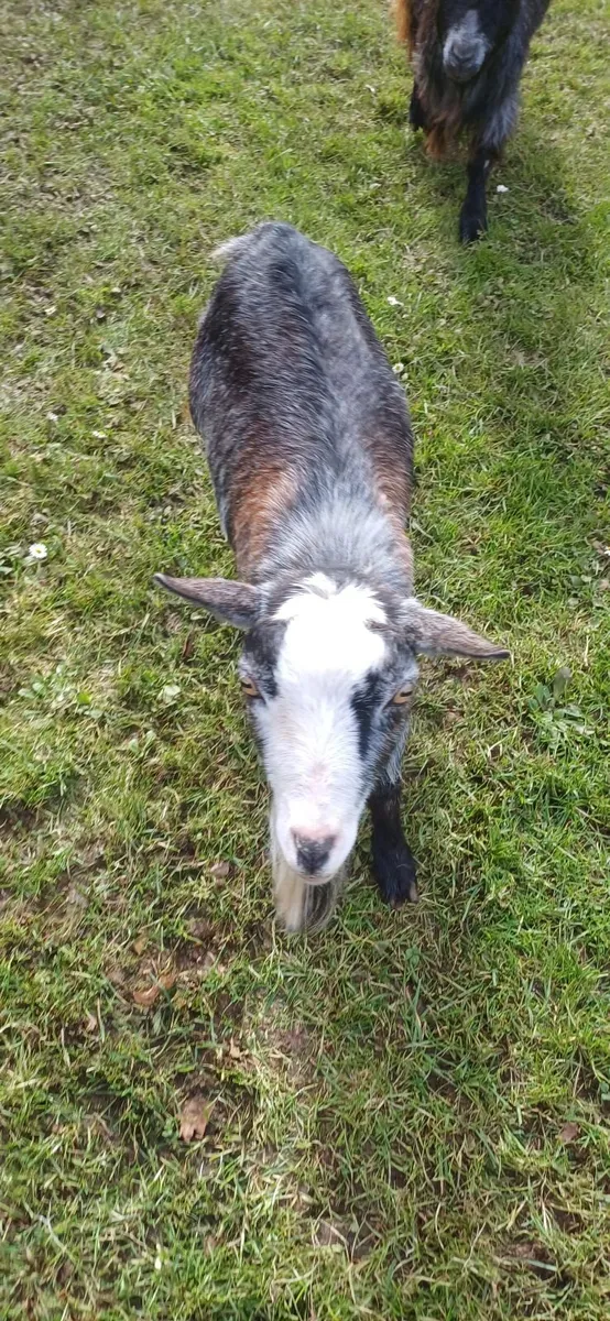 3No Pygmy Goat, £100 each - Image 2