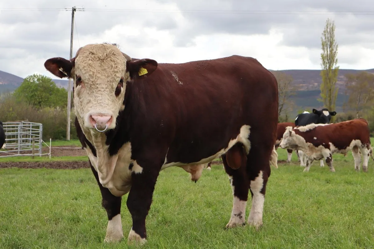 Hereford Bulls - Image 1