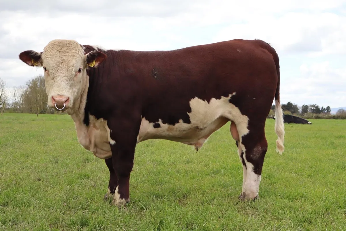 Hereford Bulls - Image 2