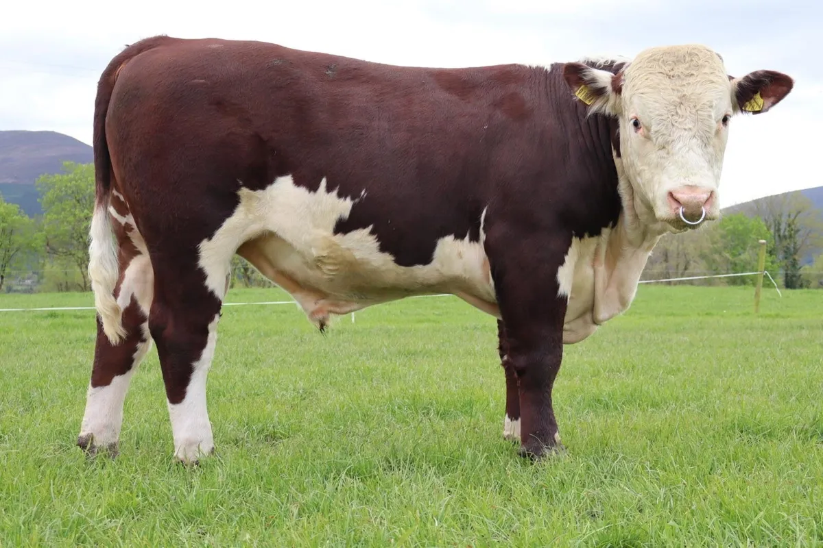 Hereford Bulls - Image 3