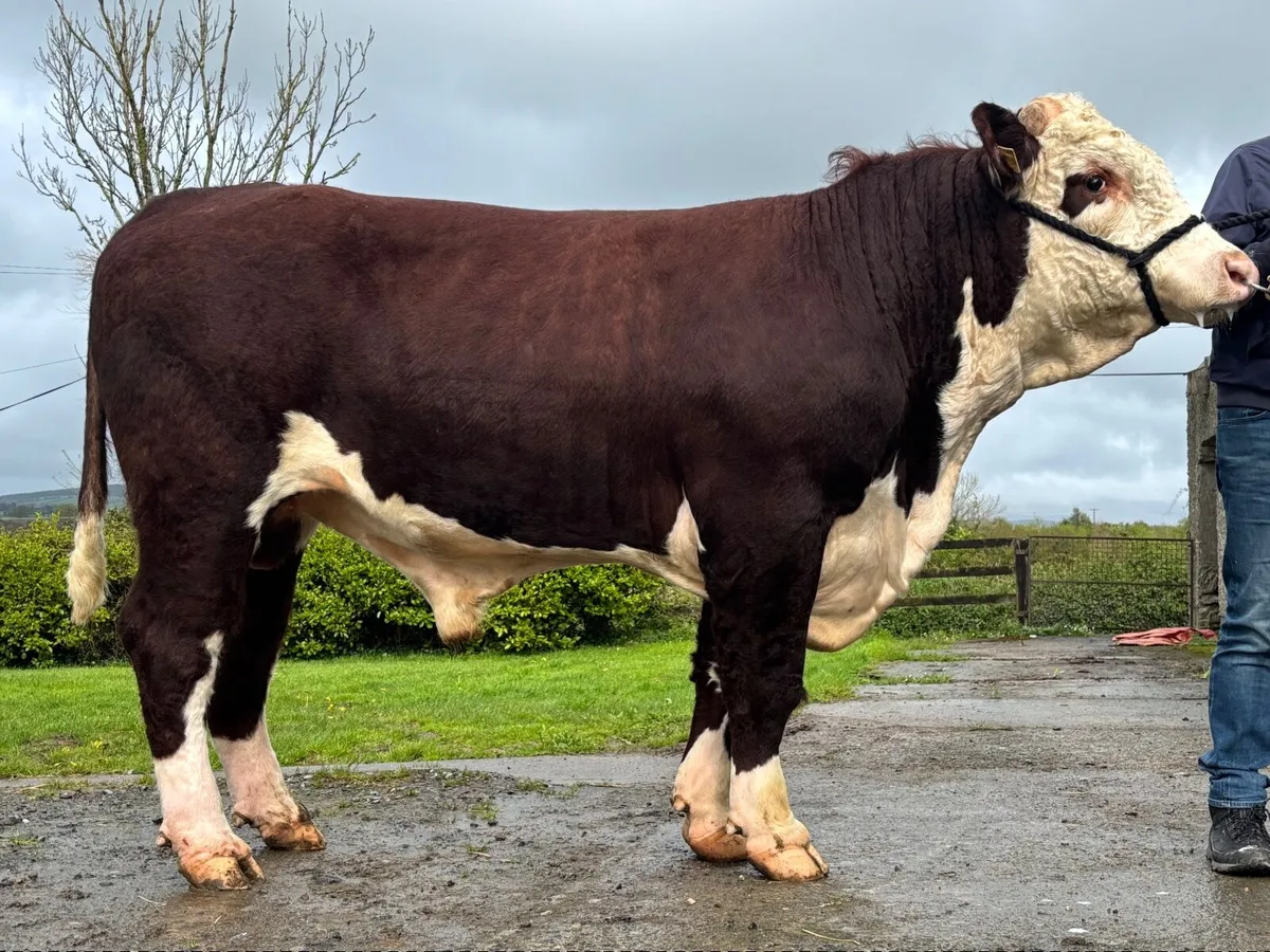 Hereford Bulls - Image 4