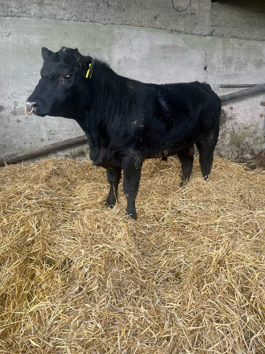 Pedigree Angus Bulls - Image 1
