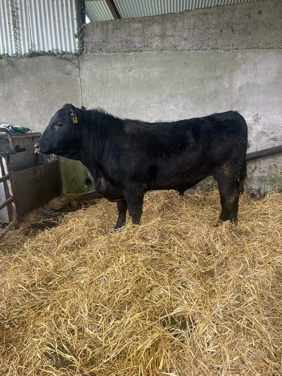 Pedigree Angus Bulls - Image 2