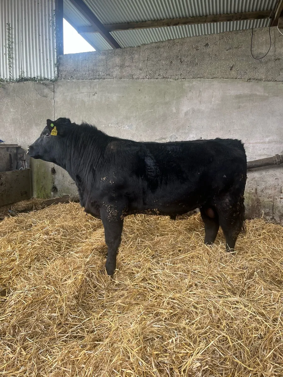Pedigree Angus Bulls - Image 3
