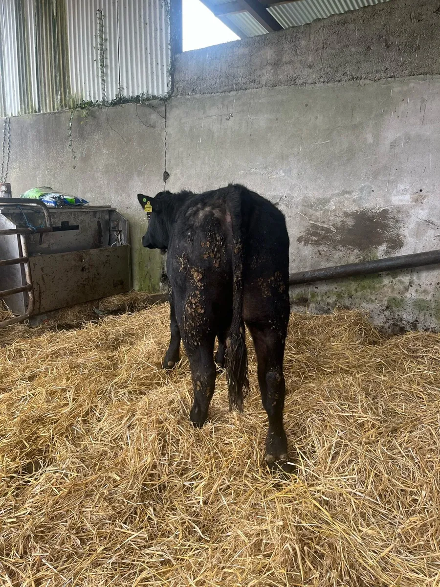 Pedigree Angus Bulls - Image 4