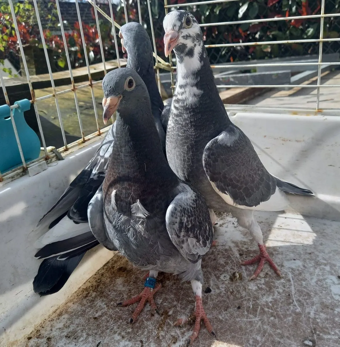 Young Channel Racing Pigeons For Sale - Image 1