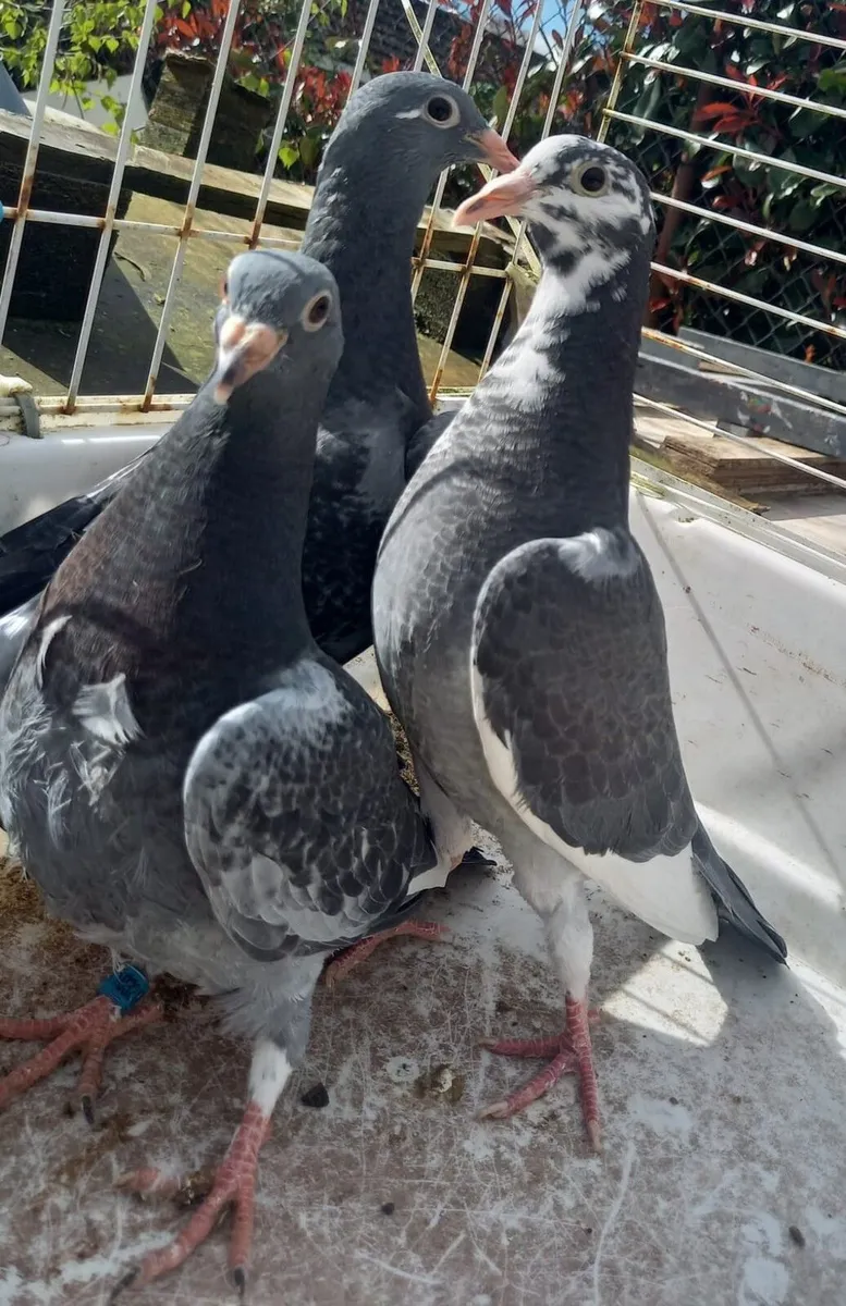 Young Channel Racing Pigeons For Sale - Image 2