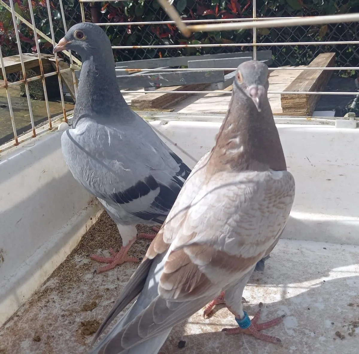 Young Channel Racing Pigeons For Sale - Image 3