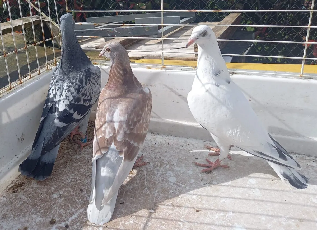 Young Channel Racing Pigeons For Sale - Image 4