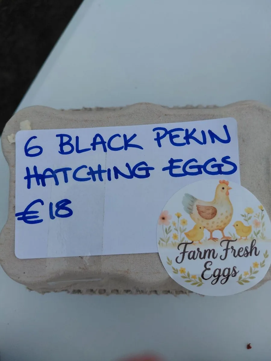 Hatching Eggs for Sale - Image 1