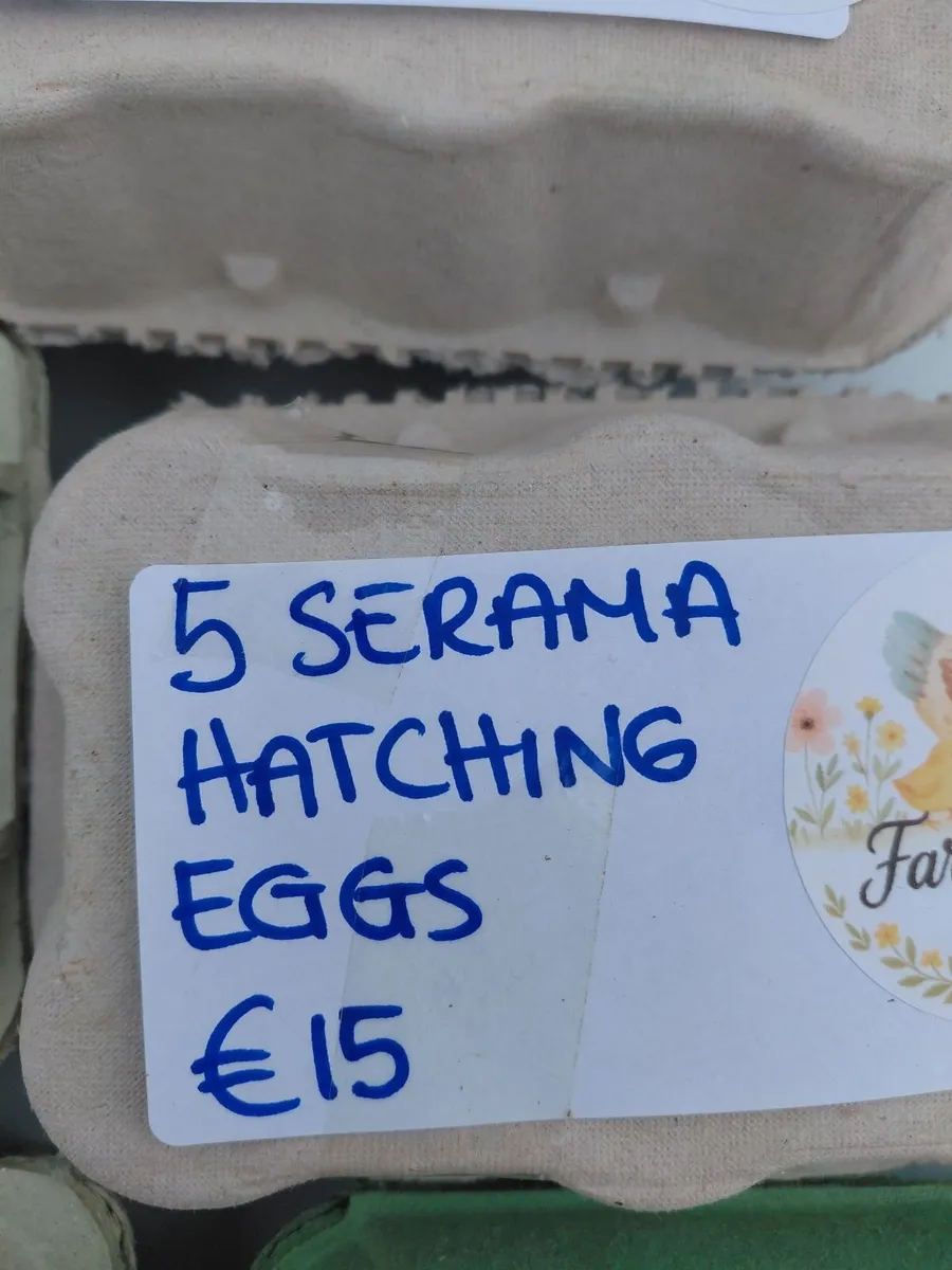 Hatching Eggs for Sale - Image 2