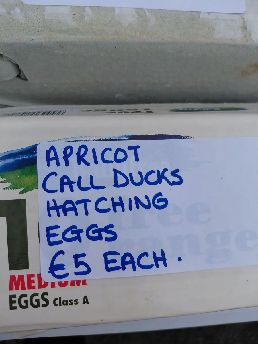 Hatching Eggs for Sale - Image 4