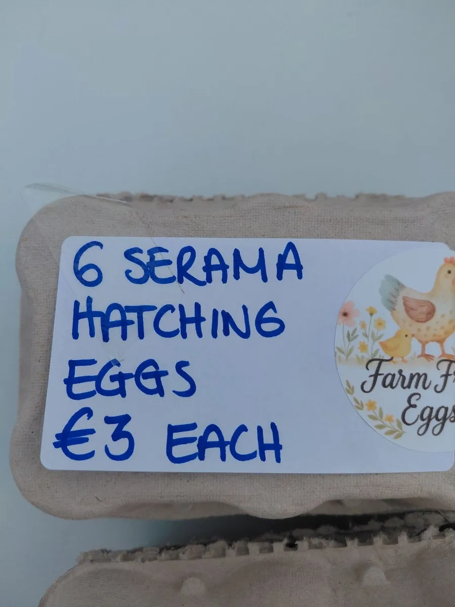 Hatching Eggs for Sale - Image 3