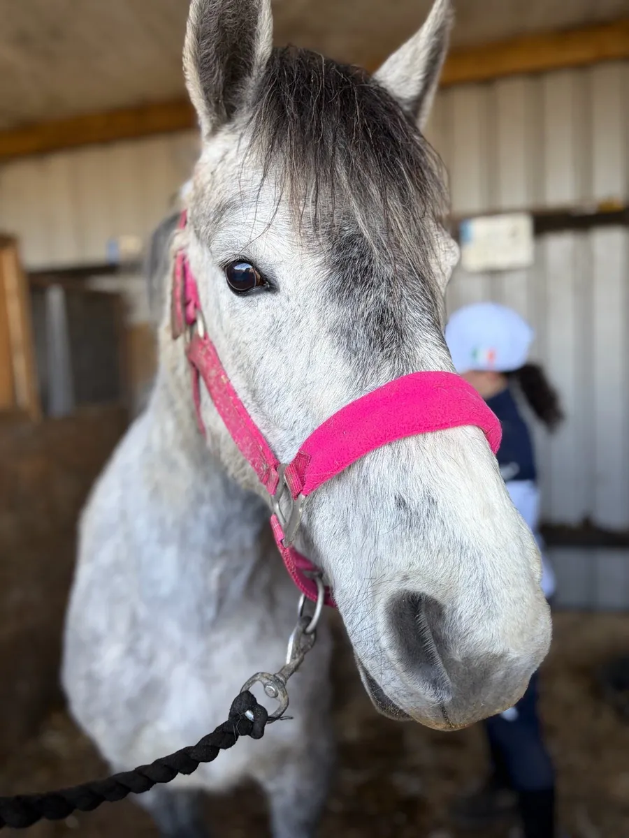 Connemara Mare - broodmare or backing. - Image 1
