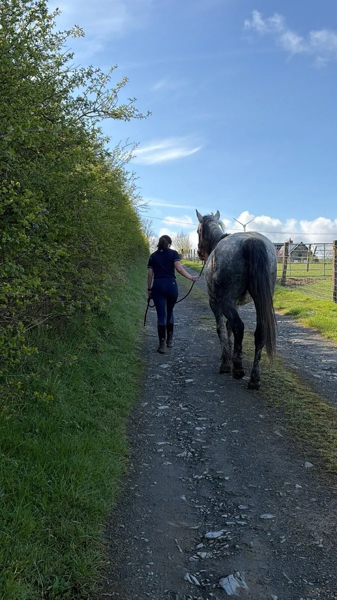 Connemara Mare - broodmare or backing. - Image 4