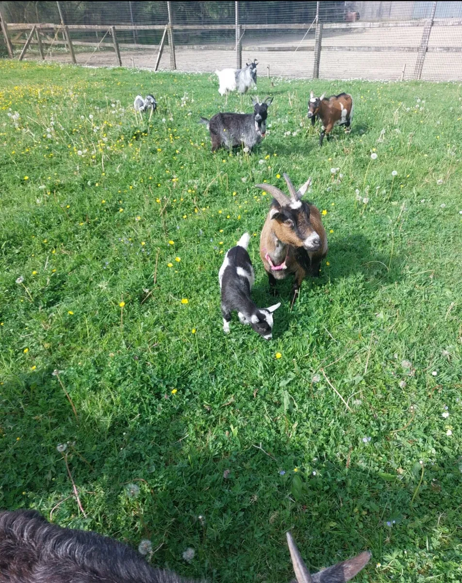 Selection of pygmy females