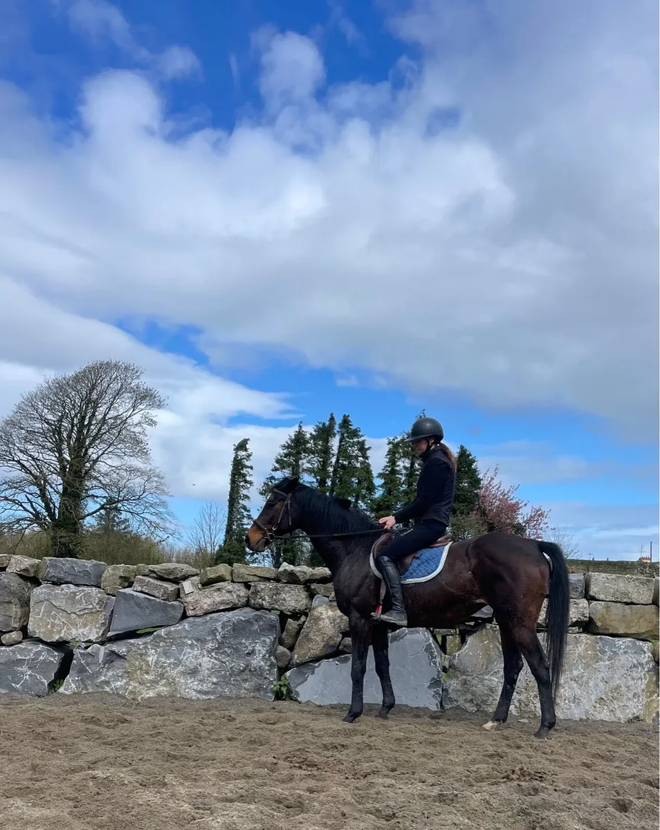 Beautiful Broken and Ridden  Horse - Image 1