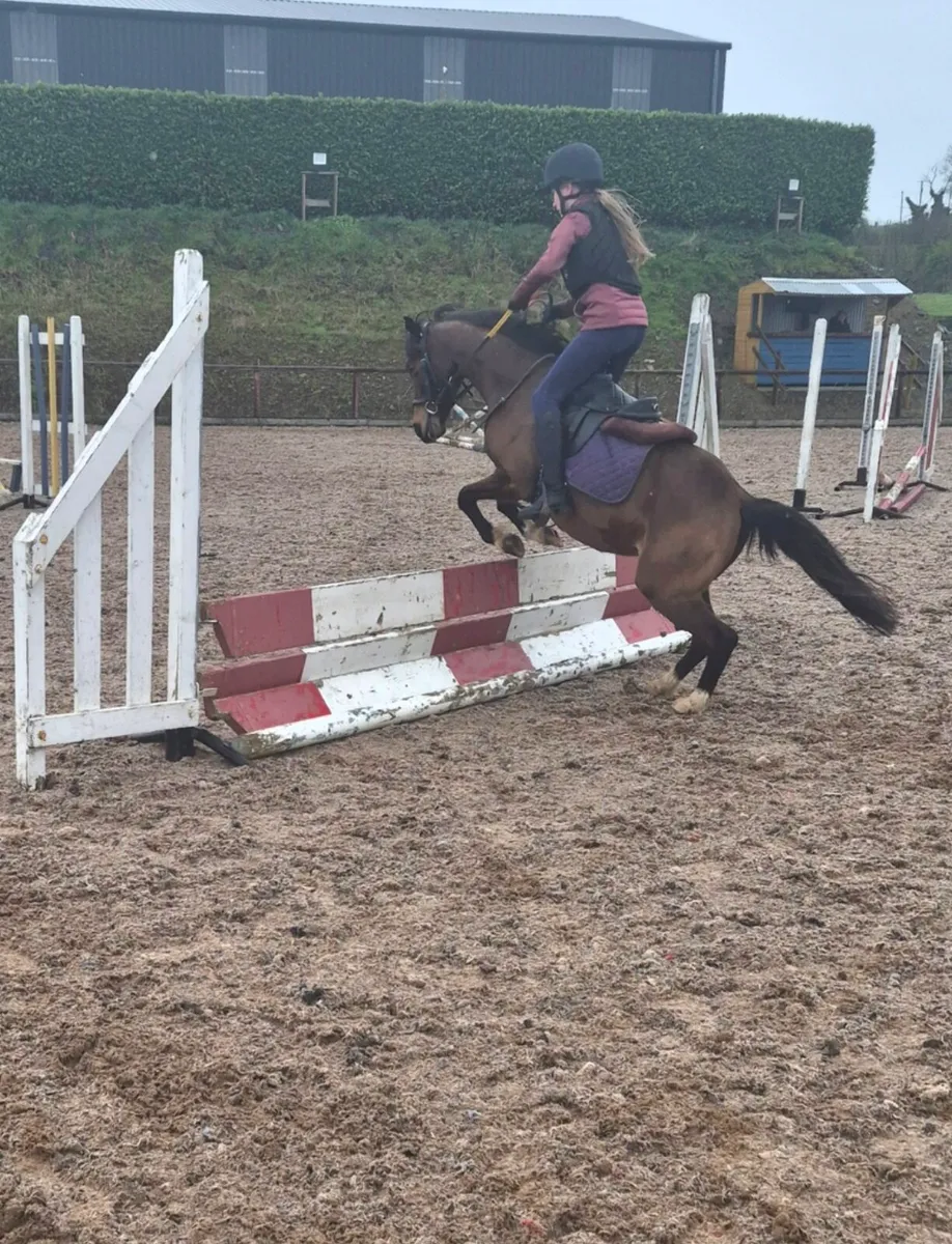 Perfect child's first pony - Image 1