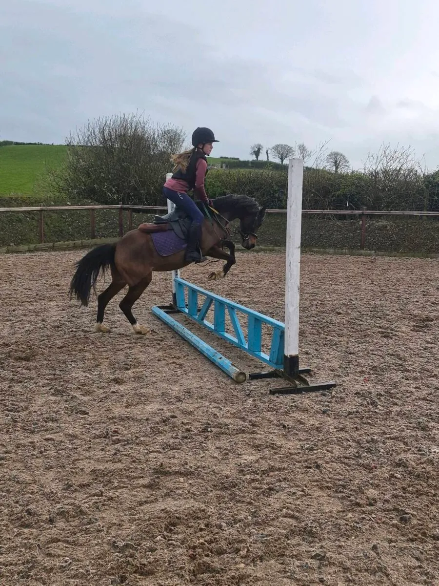 Perfect child's first pony - Image 2