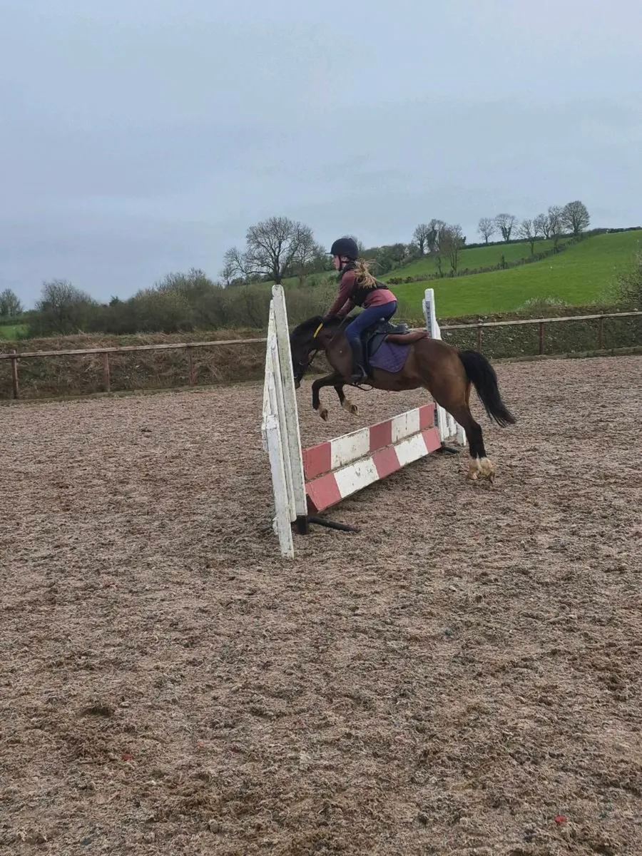 Perfect child's first pony - Image 3