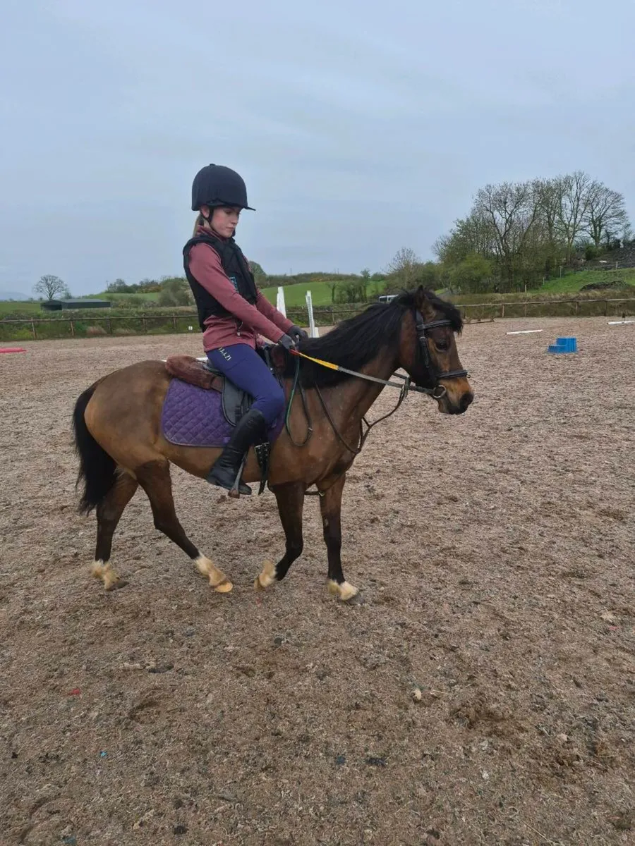 Perfect child's first pony - Image 4