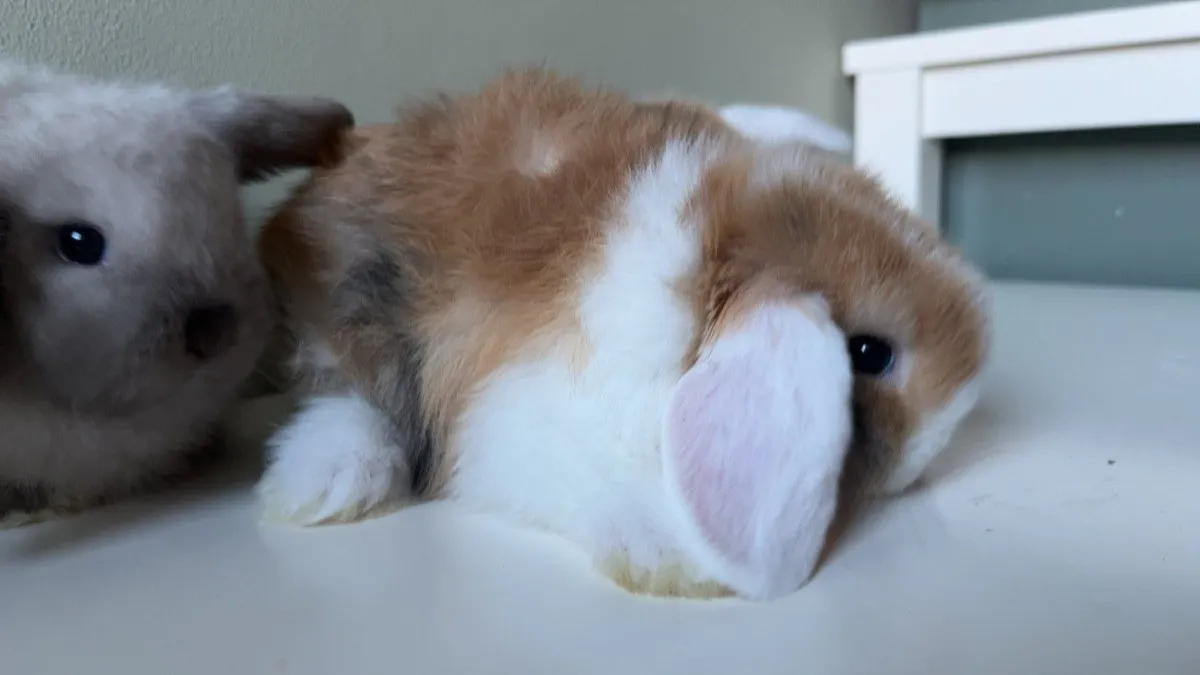 Mini Lop Rabbits - Image 1