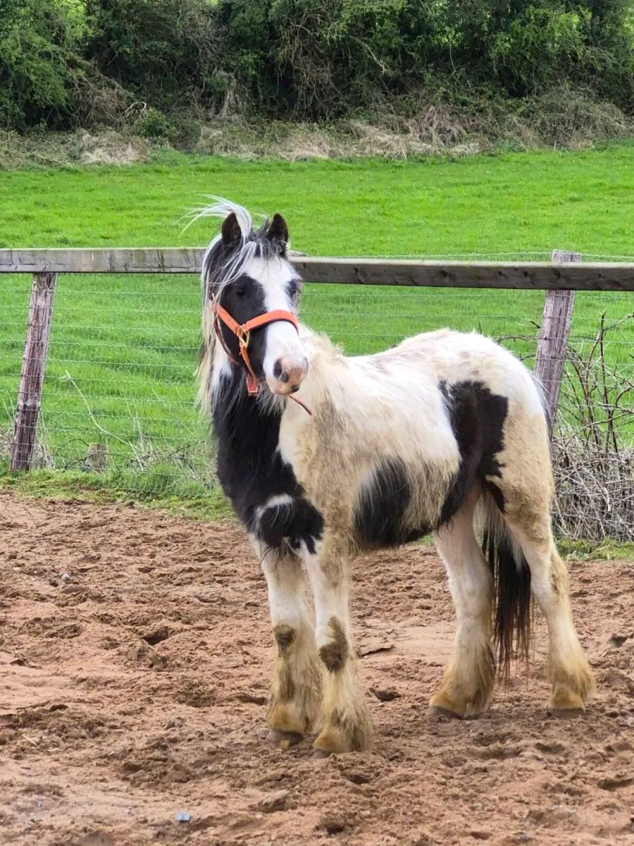 Friendly little colt looking new home - Image 1