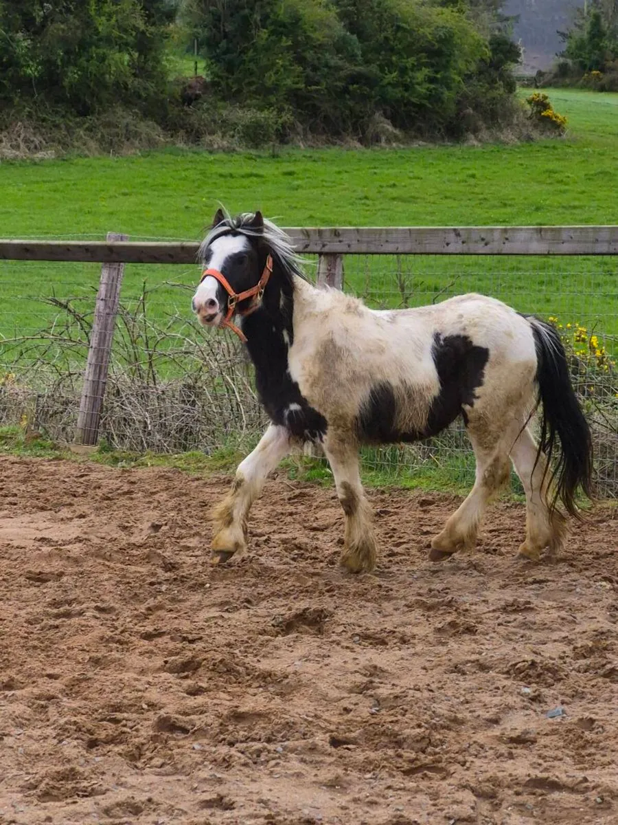 Friendly little colt looking new home - Image 2