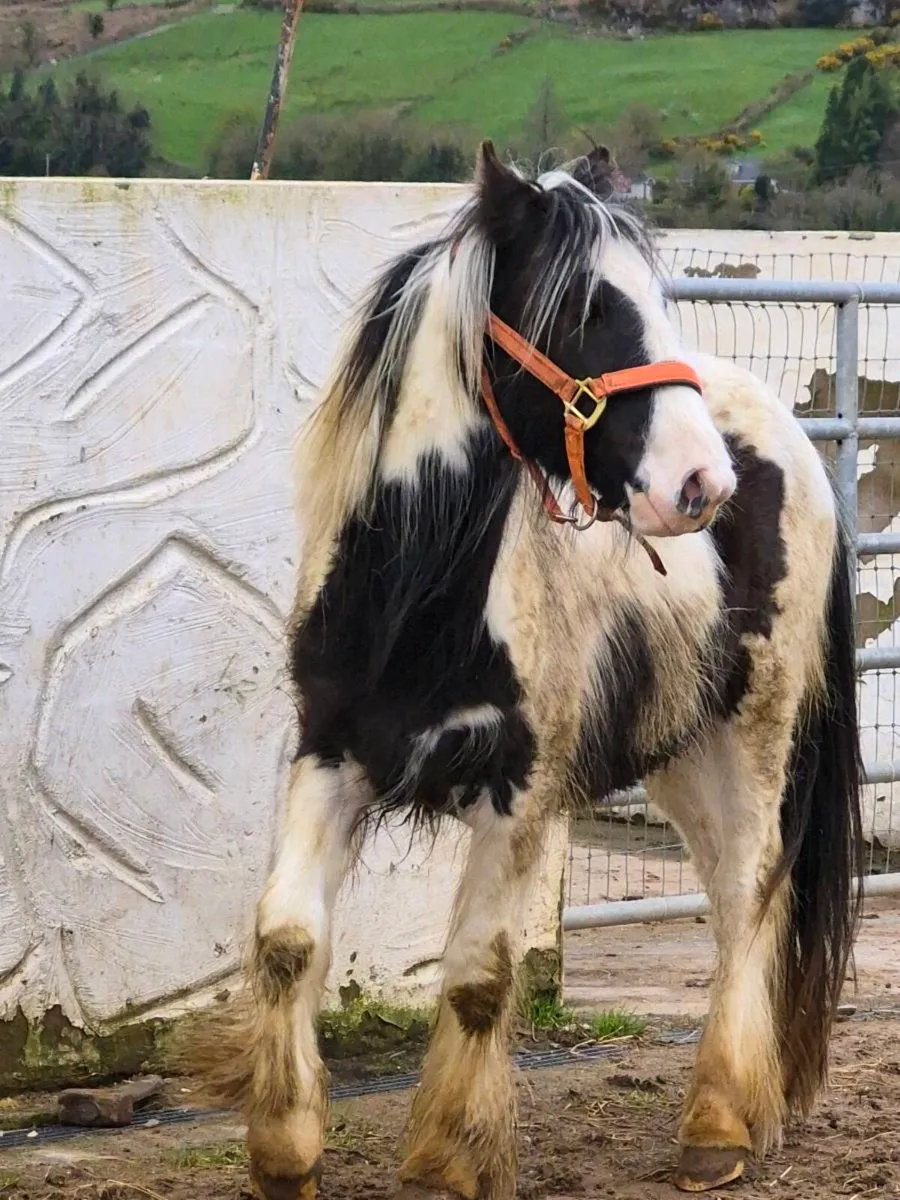 Friendly little colt looking new home - Image 3