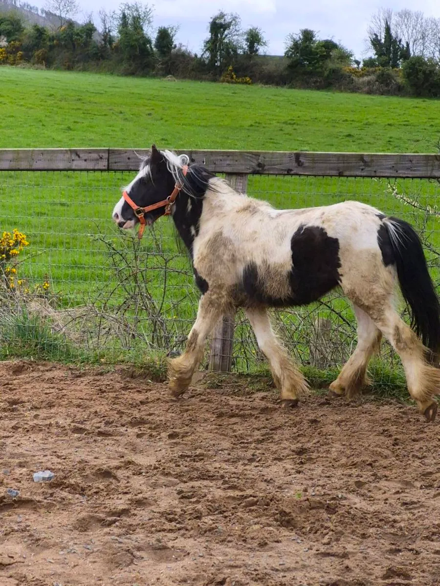 Friendly little colt looking new home - Image 4