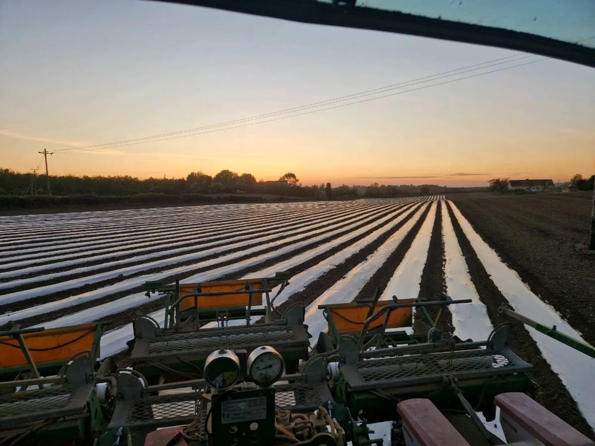 Maize Drilling - Image 2