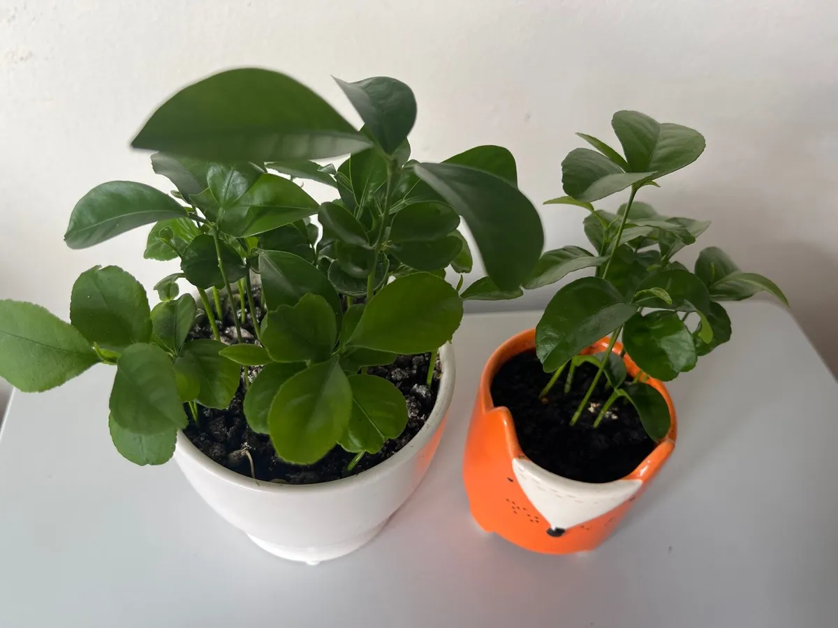 Two citrus plants - Image 1