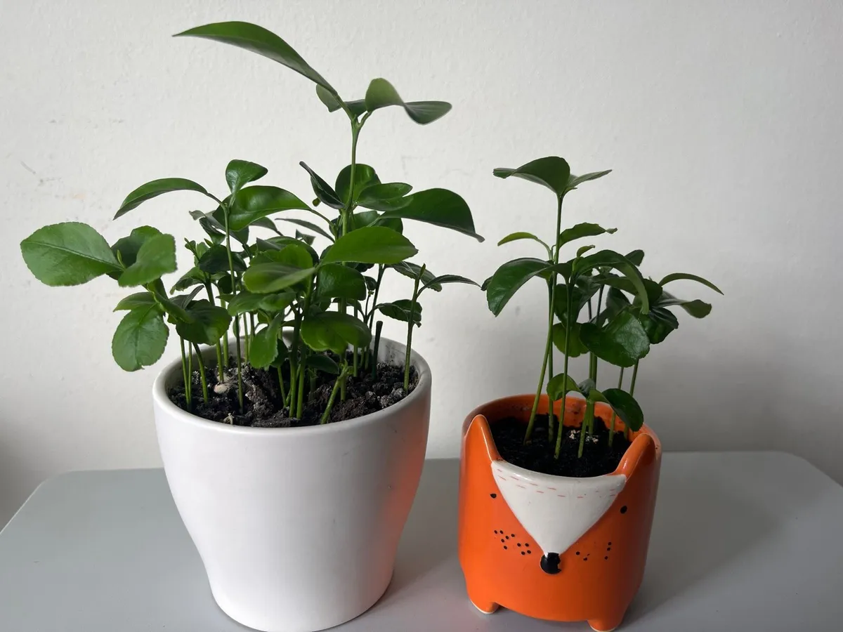 Two citrus plants - Image 2