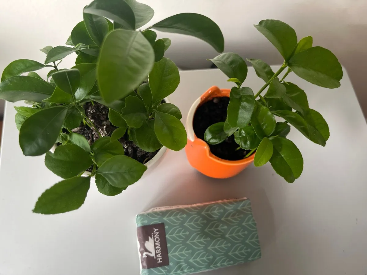Two citrus plants - Image 4