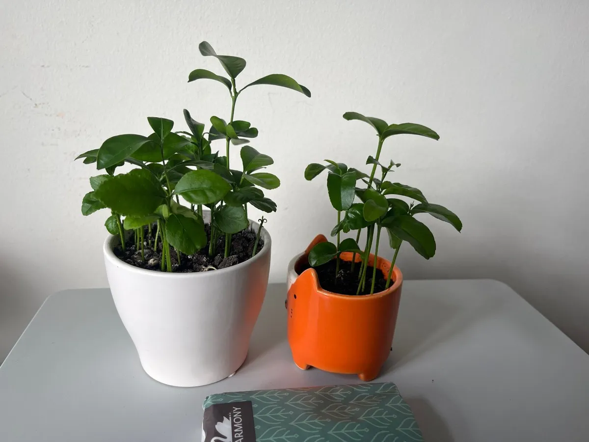 Two citrus plants - Image 3
