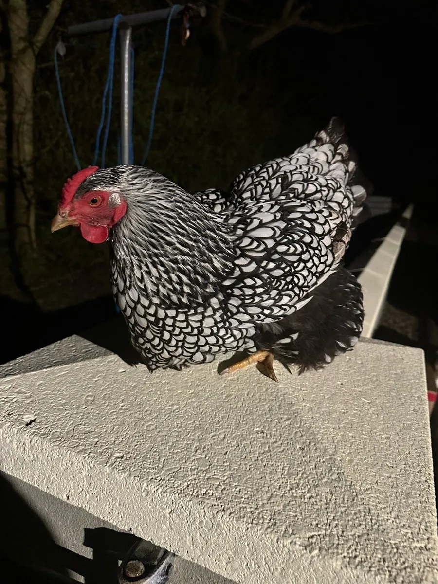 Poultry - Image 1