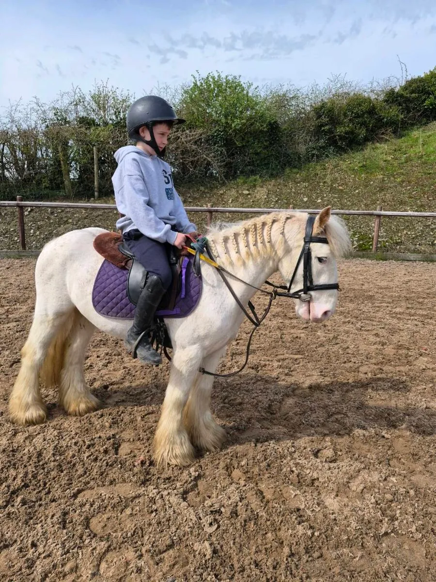 Perfect child's pony - Image 1